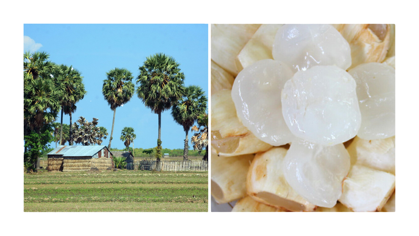 Thốt Nốt Miền Tây: Đặc Sản Tuyệt Vời Và Cách Chế Biến Độc Đáo-914-1