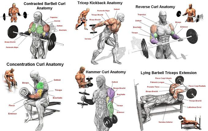 Tập Gym - Bí Quyết Sở Hữu Thân Hình Lý Tưởng Và Sức Khỏe Toàn Diện-940-1