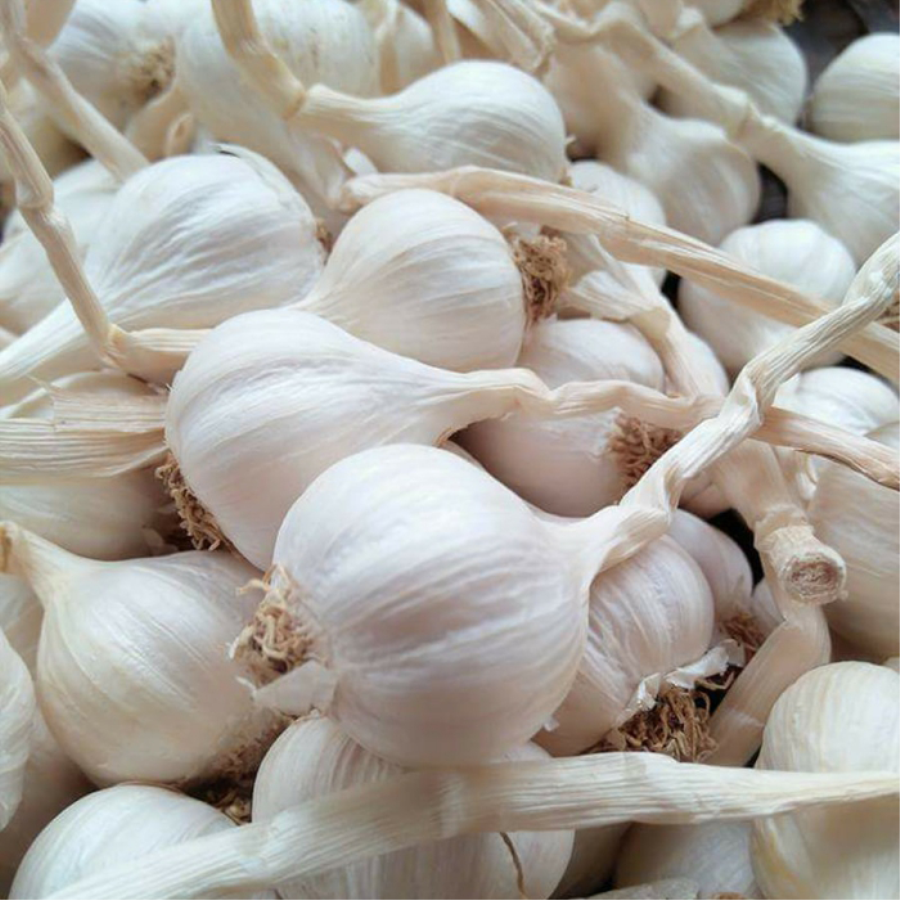 Tỏi Lý Sơn-3