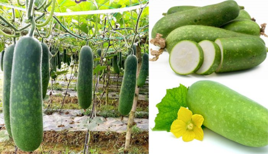 4 loại rau quả là khắc tinh của bệnh gout, vừa ngon vừa bổ ai cũng nên ăn thường xuyên