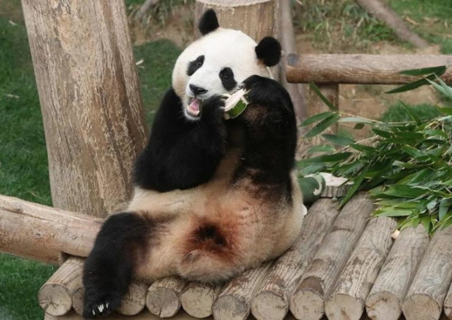 Hàn Quốc sẽ làm phim về gấu trúc Fu Bao