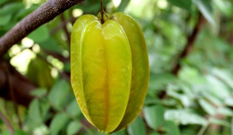 Ăn Khế Tác Dụng Thế Nào đến Sức Khỏe?