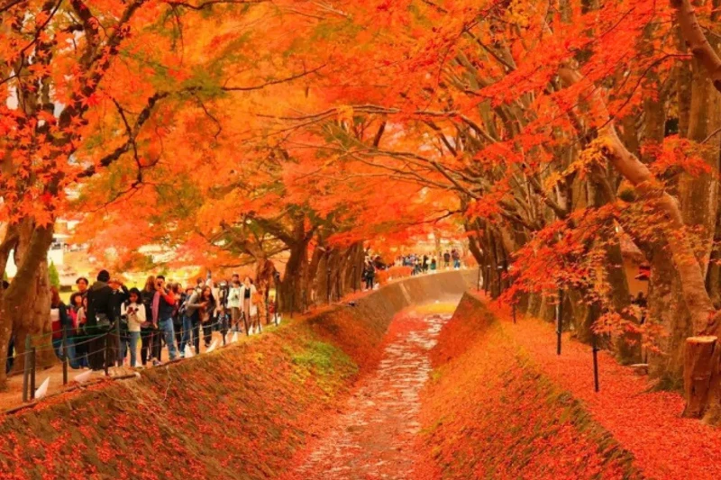 Tour Nhật Bản Mùa Thu 6N5Đ Tokyo – Núi Phú Sĩ – Kyoto – Bay Vietjet Air