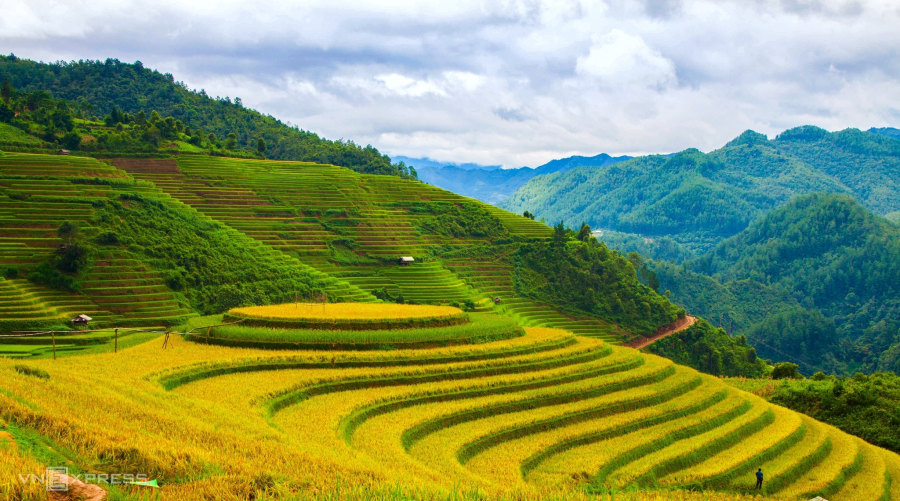 Mùa lúa chín vùng cao trong ấn tượng người làm du lịch-130-1