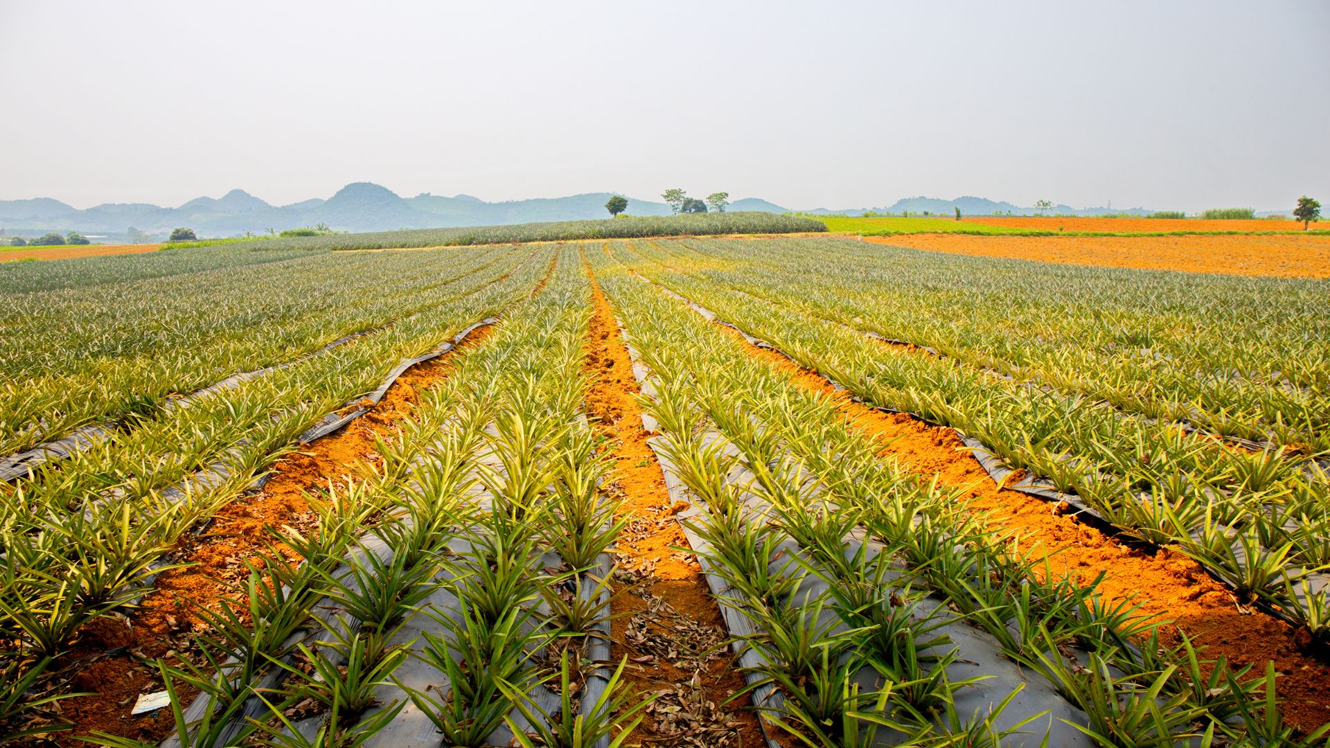 Khám phá đồi dứa Tam Điệp Ninh Bình: Điểm đến tuyệt vời cho tín đồ yêu thiên nhiên-585-1