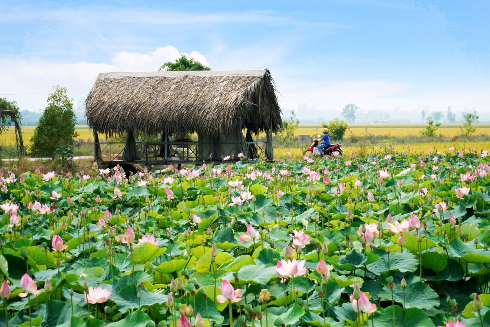 Đồng Tháp - Đất Sen Hồng