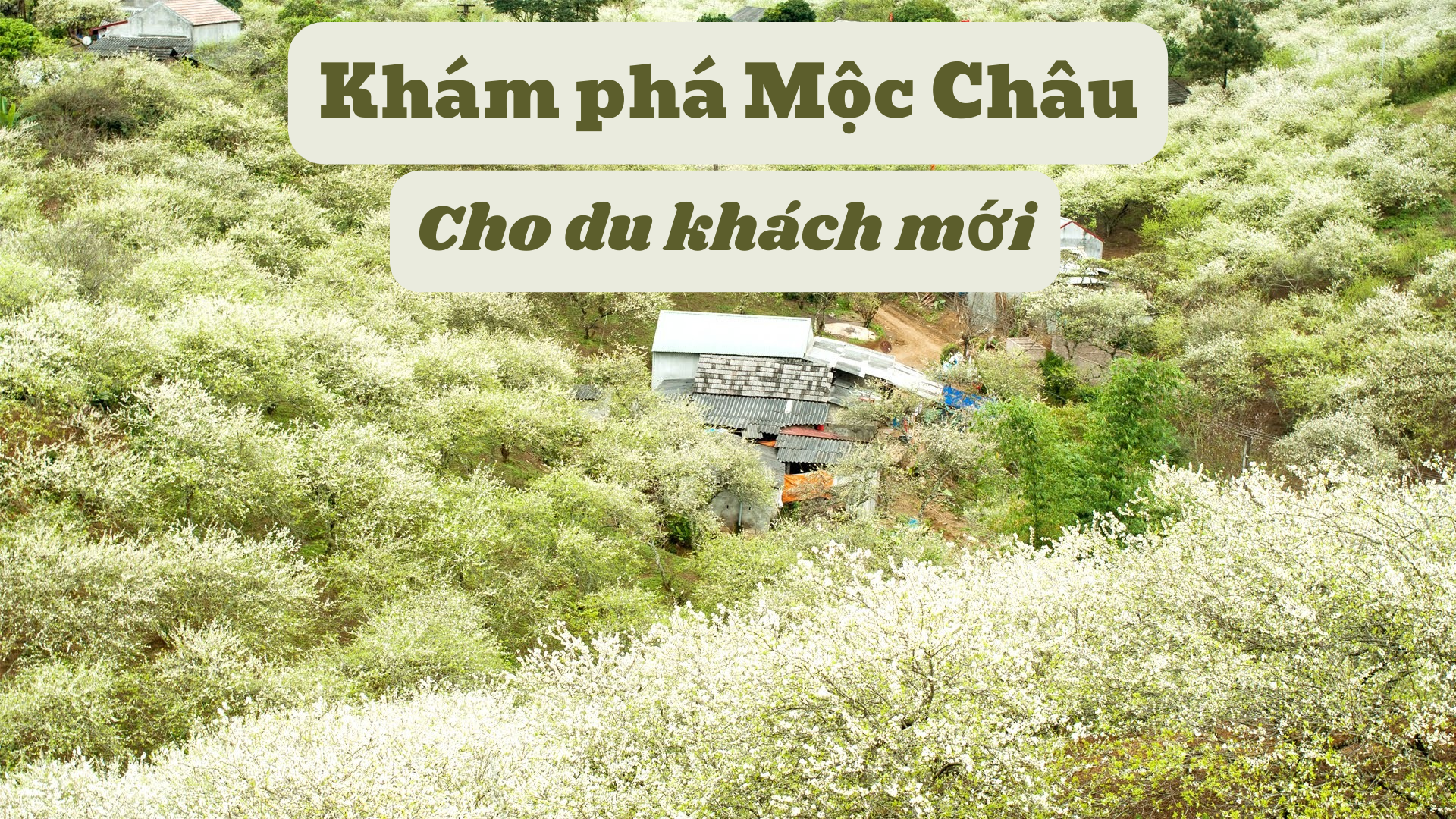 Hướng dẫn khám phá Mộc Châu toàn diện cho du khách mới