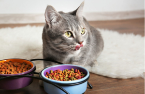 Mèo ăn hạt nhiều có tốt không?