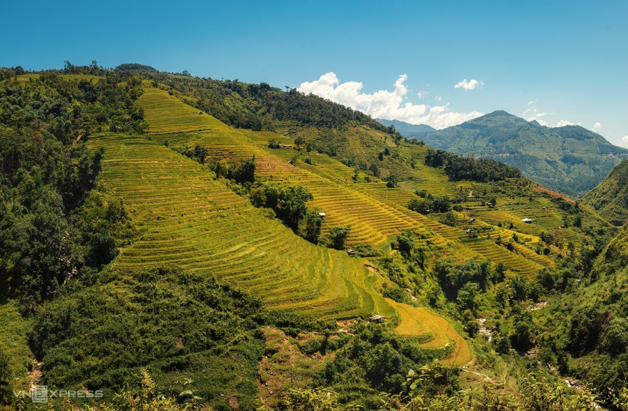 Mùa lúa chín vùng cao trong ấn tượng người làm du lịch-3